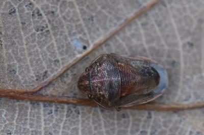 <i>Neottiglossa leporina</i>