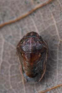 <i>Neottiglossa leporina</i>