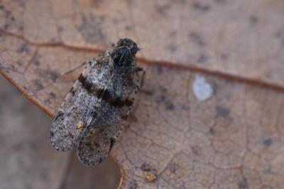 <i>Cixius</i>