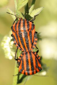 <i>Graphosoma italicum</i>