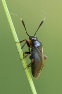 <i>Capsus ater</i>