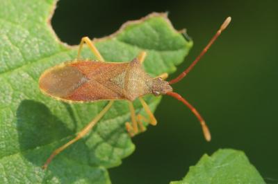 <i>Gonocerus acuteangulatus</i>