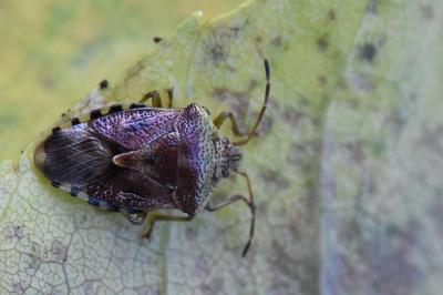 <i>Elasmucha grisea</i>