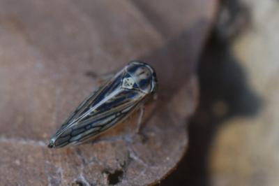 <i>Dryodurgades antoniae</i>