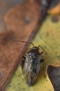 <i>Lygus rugulipennis</i>