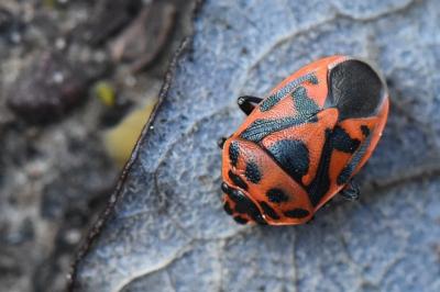<i>Eurydema ornata</i>