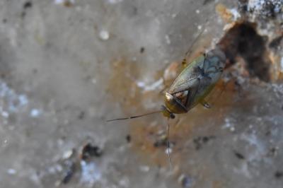 <i>Pinalitus cervinus</i>