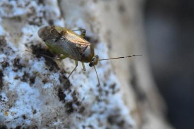 <i>Pinalitus cervinus</i>