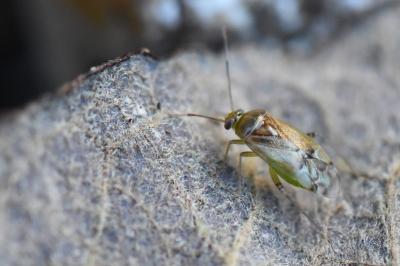 <i>Pinalitus cervinus</i>