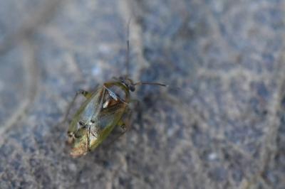 <i>Pinalitus cervinus</i>