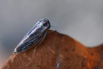<i>Dryodurgades antoniae</i>