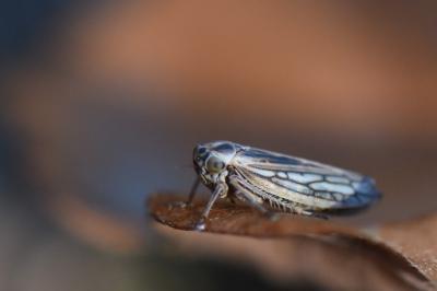 <i>Dryodurgades antoniae</i>