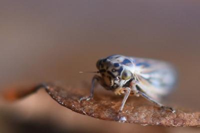 <i>Dryodurgades antoniae</i>