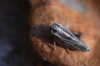 <i>Dryodurgades antoniae</i>