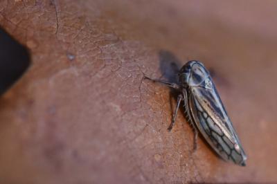 <i>Dryodurgades antoniae</i>