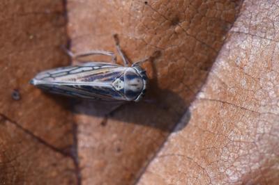 <i>Dryodurgades antoniae</i>