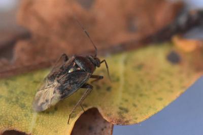 <i>Lygus rugulipennis</i>