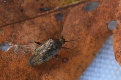 <i>Lygus rugulipennis</i>