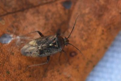 <i>Lygus rugulipennis</i>