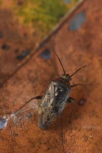 <i>Lygus rugulipennis</i>