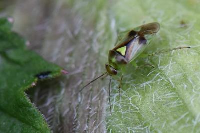 <i>Orthops campestris</i>