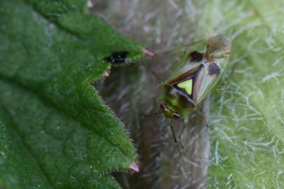 <i>Orthops campestris</i>