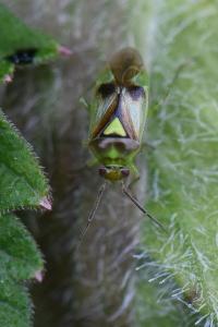 <i>Orthops campestris</i>