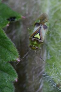 <i>Orthops campestris</i>