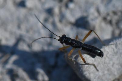 <i>Pithanus maerkelii</i>