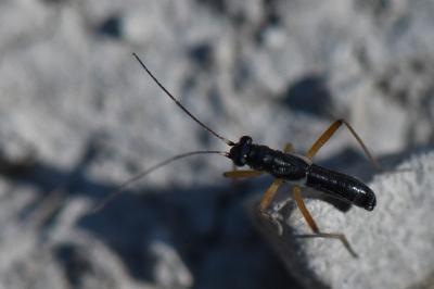 <i>Pithanus maerkelii</i>