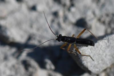 <i>Pithanus maerkelii</i>