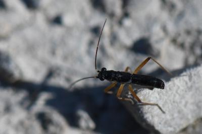 <i>Pithanus maerkelii</i>