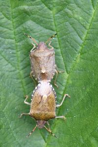 <i>Peribalus strictus</i>