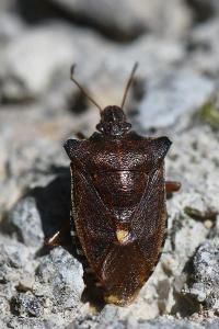 <i>Pentatoma rufipes</i>
