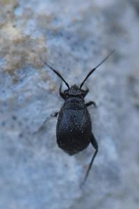 <i>Orthocephalus</i>