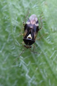 <i>Orthops</i>
