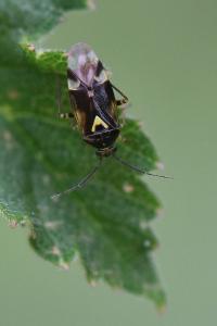 <i>Orthops</i>