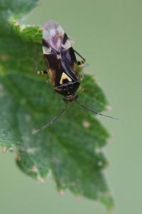 <i>Orthops</i>