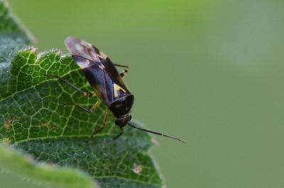 <i>Orthops</i>
