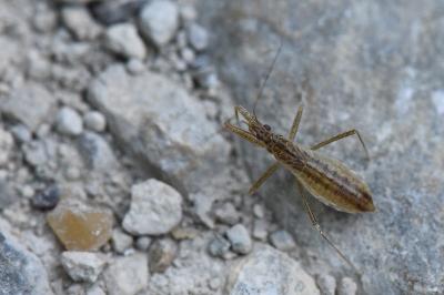 <i>Nabis limbatus</i>