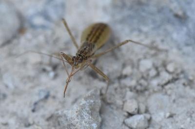 <i>Nabis limbatus</i>