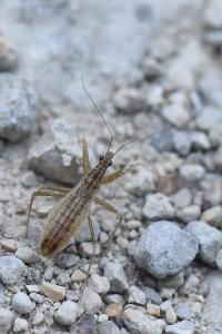 <i>Nabis limbatus</i>