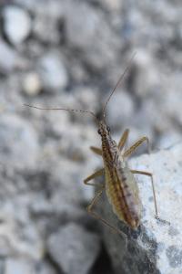 <i>Nabis limbatus</i>