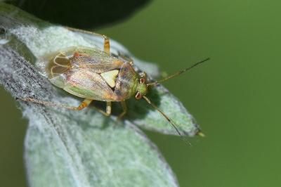 Lygus rugulipennis