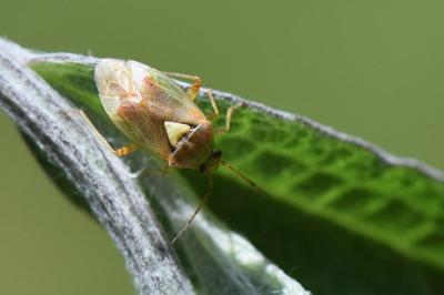 <i>Lygus rugulipennis</i>