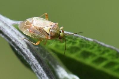 <i>Lygus rugulipennis</i>