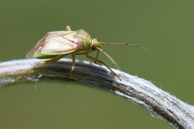 <i>Lygus rugulipennis</i>