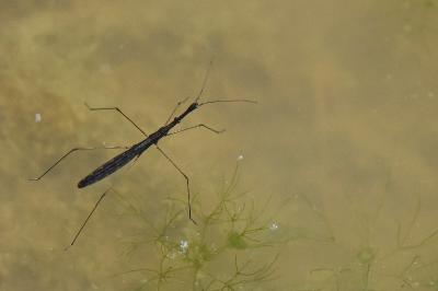 <i>Hydrometra stagnorum</i>