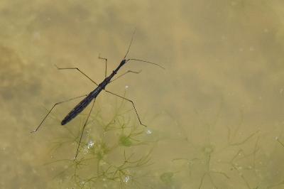 <i>Hydrometra stagnorum</i>