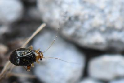 <i>Halticus luteicollis</i>
